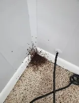 Affordable Pest Control photo 8