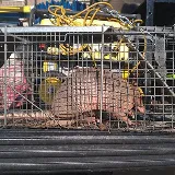Curry's Termite, Pest & Animal Control photo 6