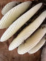 Joshua's Pest Control photo 5