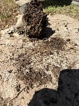 Integrity Pest and Termite photo 7