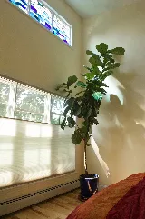 Gordon's Window Decor photo 8
