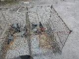 Pest-X Exterminating photo 3