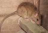 A&R Pest Solutions photo 4