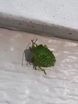 Rambo Total Pest Control photo 6