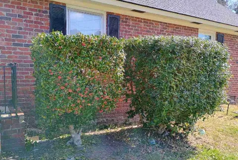 LawnStarter Landscaping photo 1