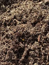 Precision Pest Management photo 7