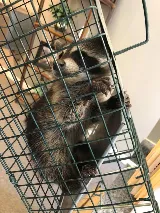 Germantown Pest Control photo 6