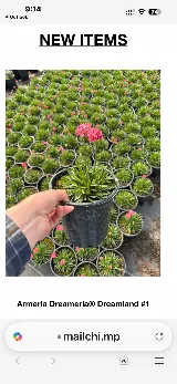Perez Nursery & Landscaping, Inc. photo 6