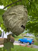 Affordable Pest Control photo 4