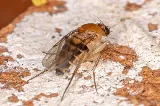 OPC Pest Services - Pest Control & Exterminator, Lexington, KY photo 7