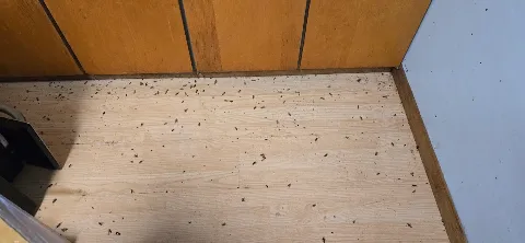 Champion Pest Control photo 1