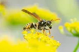 OPC Pest Services - Pest Control & Exterminator, Lexington, KY