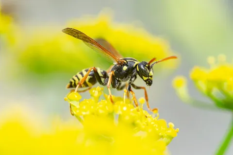 OPC Pest Services - Pest Control & Exterminator, Lexington, KY photo 1