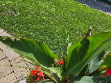 Insight Pest Solutions - Montréal, QC photo 4