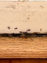 Atlantic Pest Control Inc photo 3