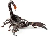 NEWMANS PEST CONTROL photo 7