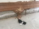 Expert Pest Control Solutions photo 6