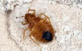 All Star Pest Control photo 2