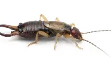 Bed Bug Exterminator Detroit photo 8
