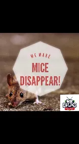 Mr Bug Pest Control