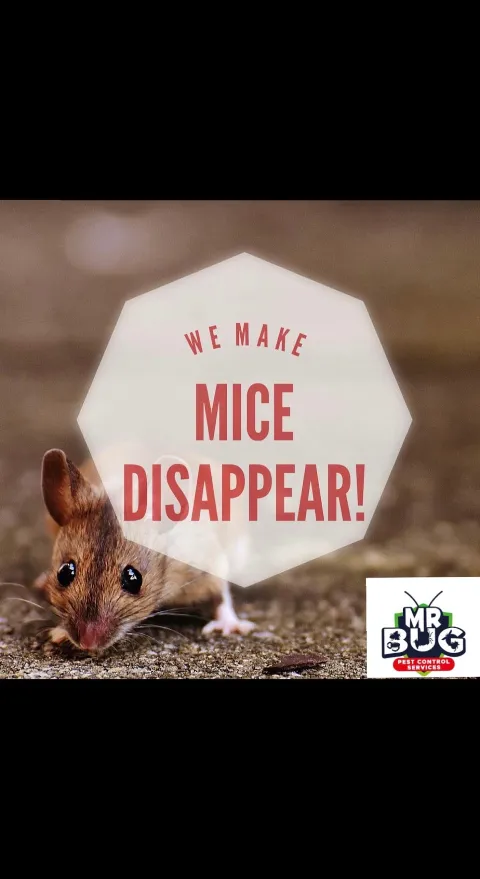 Mr Bug Pest Control in El Paso
