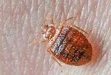 Get'm Pest Control Exterminator Paterson photo 4