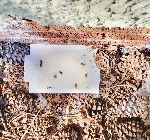 The Bug Man, Inc. photo 1