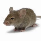 ASA Pest Control Inc photo 6