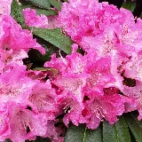 FarWest Landscape Company photo 7