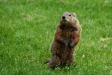 Animal Control Solutions photo 4