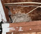 Buffalo Exterminators photo 7
