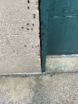 Yosemite Pest & Rodent Solutions, Inc. photo 2