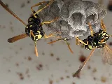 Truly Nolen Pest Control & Exterminators Waterloo photo 8