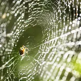 EarthRite Pest Control photo 5