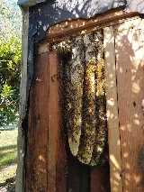 ATCO Pest Control photo 2