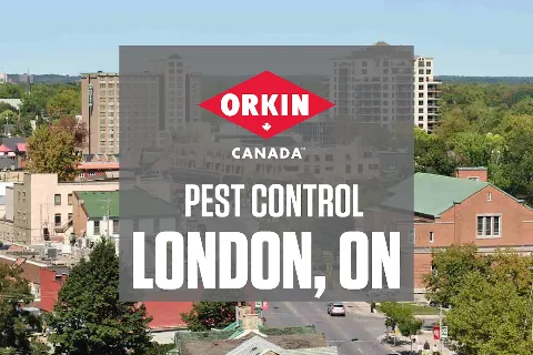 Orkin Canada Pest Control photo 1