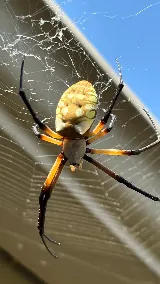 D'Bug Man Pest Control LLC photo 2