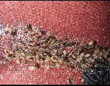 A.P. Pest Control photo 3