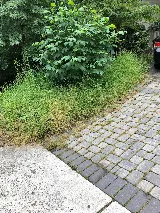 CORTEZ LAWN & LANDSCAPING INC. photo 2