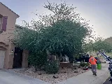 AZ Tree & Hardscape Co photo 6