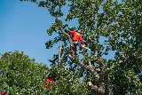 Brents Tree Service photo 3