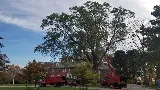 Crawford Tree & Landscape Services, Inc. photo 8