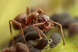 Green Pest Services photo 5