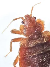 Apex Pest Control Solutions photo 5