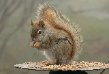 Wow Pest Control photo 8
