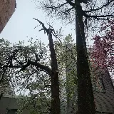 Liberty Tree and Landscape Management photo 6