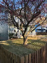 Serene Green Landscape Co. photo 2