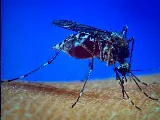 Eco Pros Pest Solutions photo 2