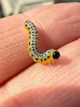 Technica Pest Solutions photo 5