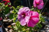 Pro Edge Landscape Inc. photo 4